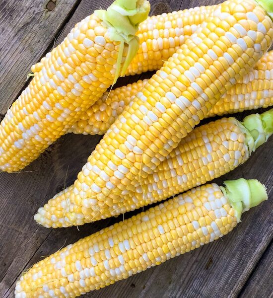 Cukurkukurūza ‘Ramondia’ F1